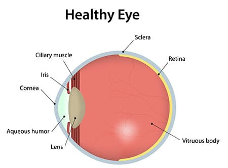 Diagram of Healthy Eye