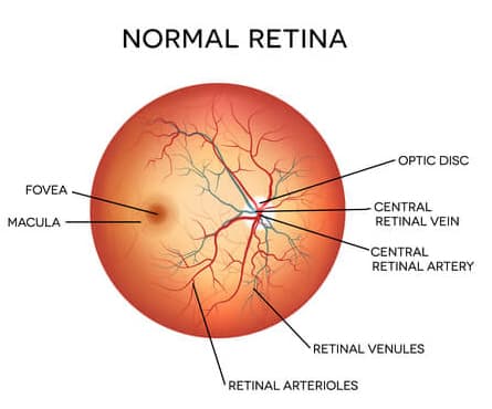 Normal Retina Diagram